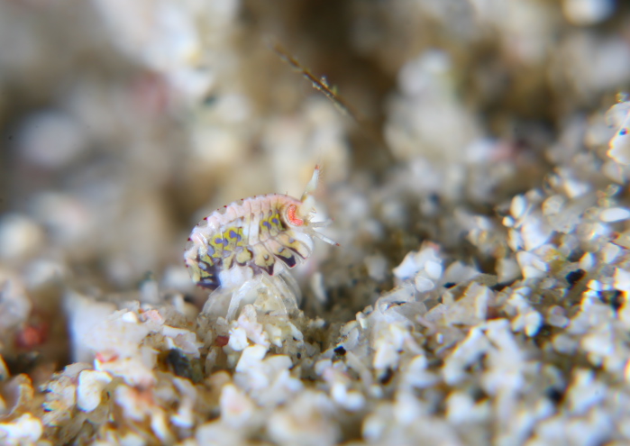 スベヨコエビSP