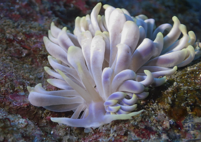 キッカミノウミウシ