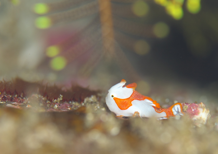 クマドリカエルアンコウ