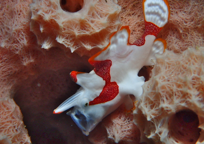 クマドリカエルアンコウ