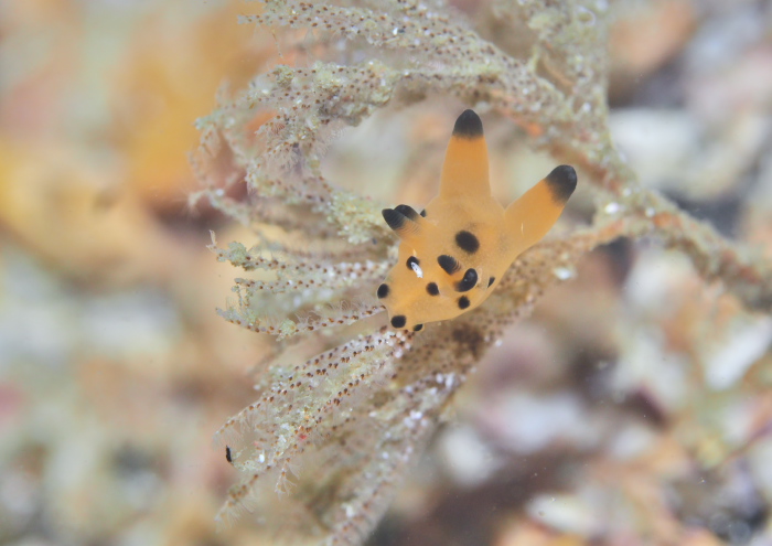 カンナツノザヤウミウシ