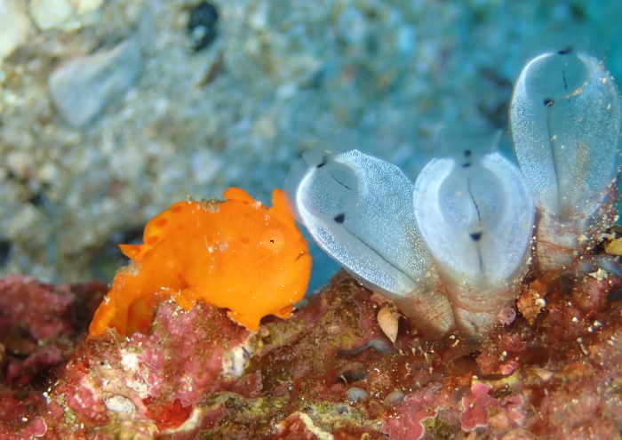 イロカエルアンコウ