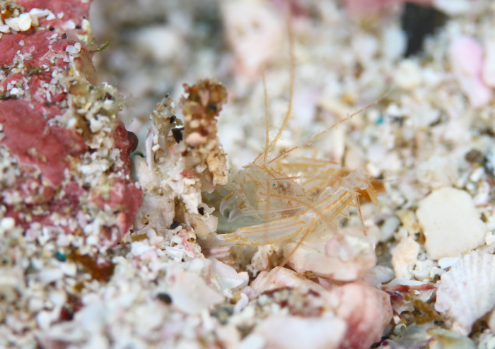 サンゴヒメエビ