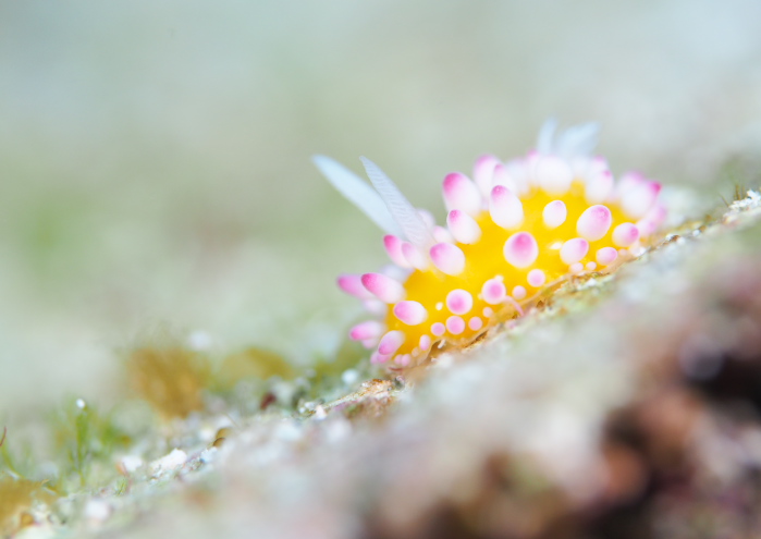 イガグリウミウシ