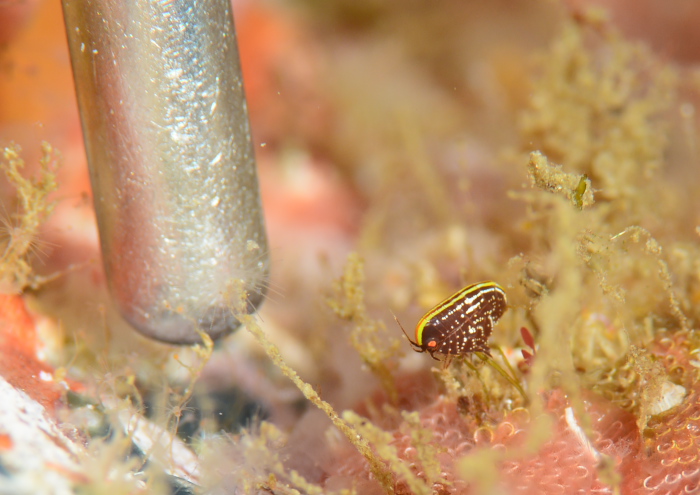 カッチュウヨコエビ