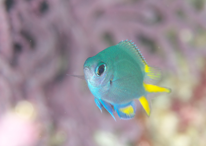 アルファスズメダイ