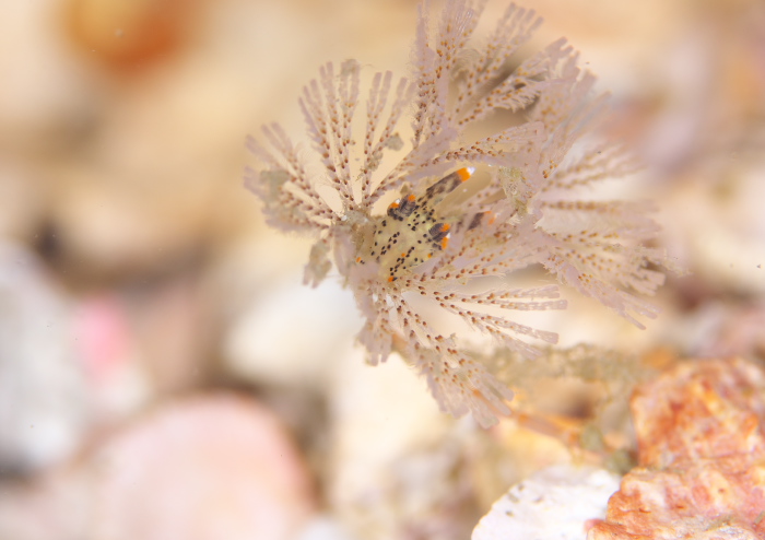 ツノザヤウミウシ