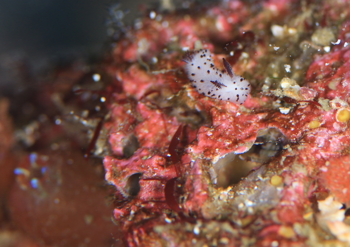 ゴマフビロードウミウシ