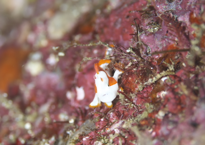 クマドリカエルアンコウ.jp