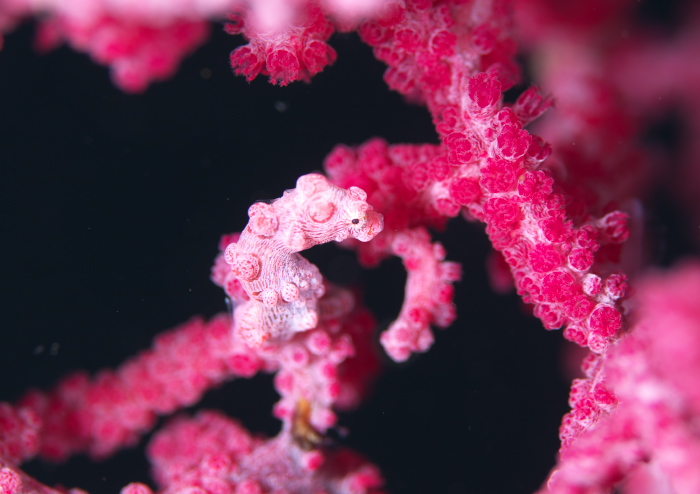 ピグミーシーホース