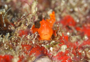 イロカエルアンコウ