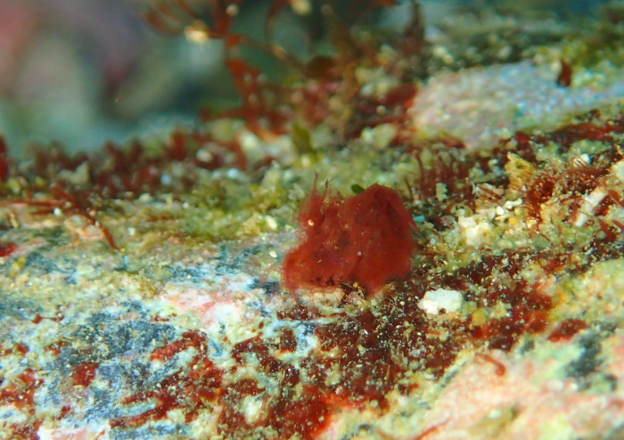 フィコカリス・シムランス