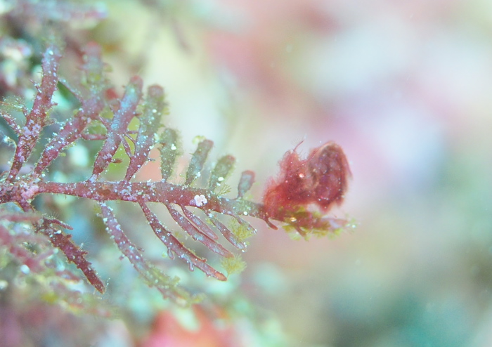 フィコカリス・シムランス