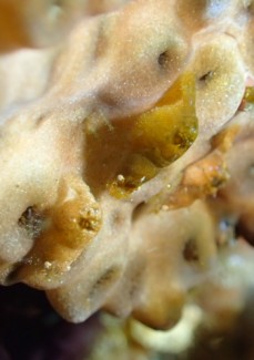 カクレモエビSP