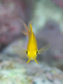 コガネスズメダイ