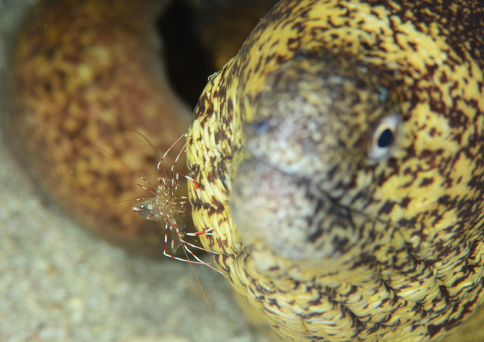 クリアクリーナーシュリンプ