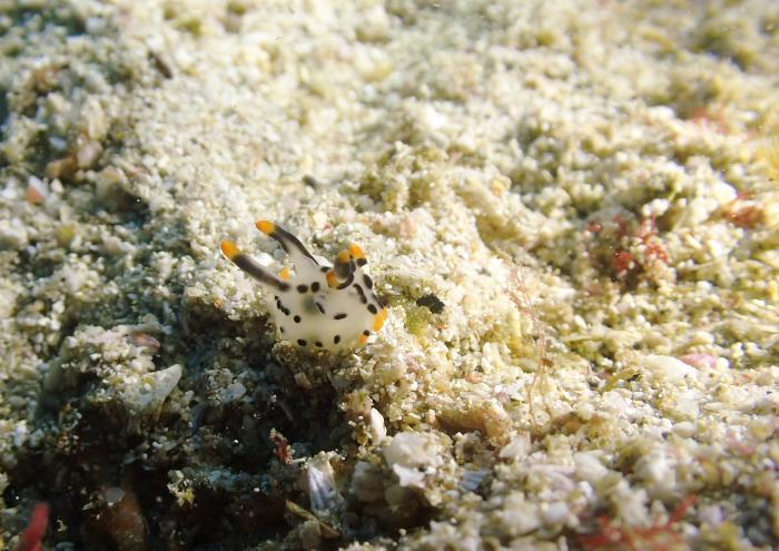 ツノザヤウミウシ