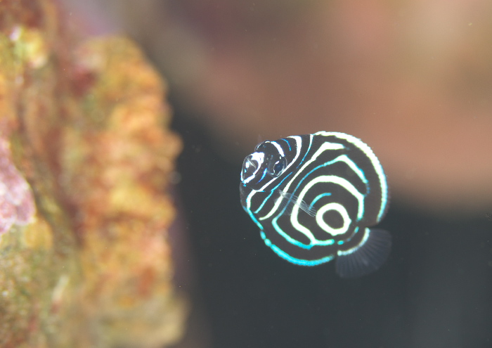タテジマキンチャクダイ幼魚