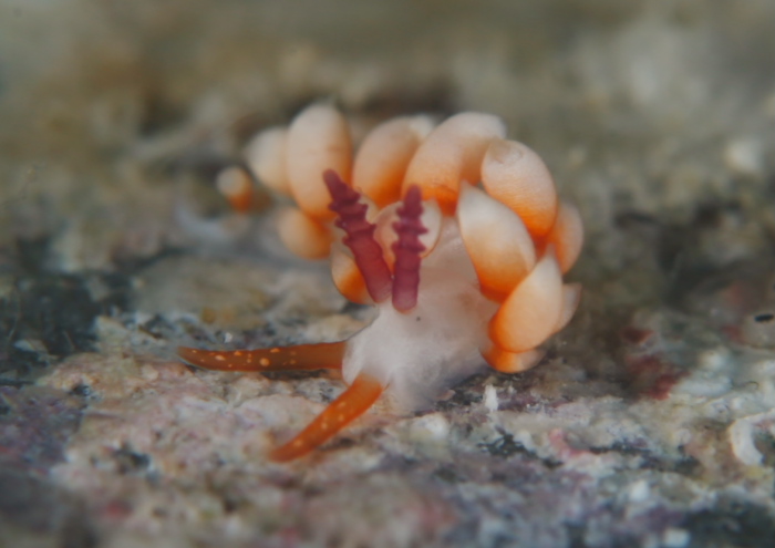 ハレギミノウミウシ