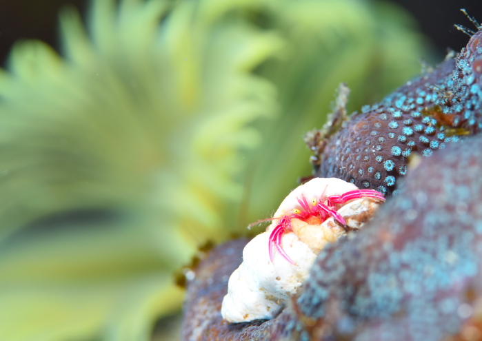 クレナイゼブラヤドカリ