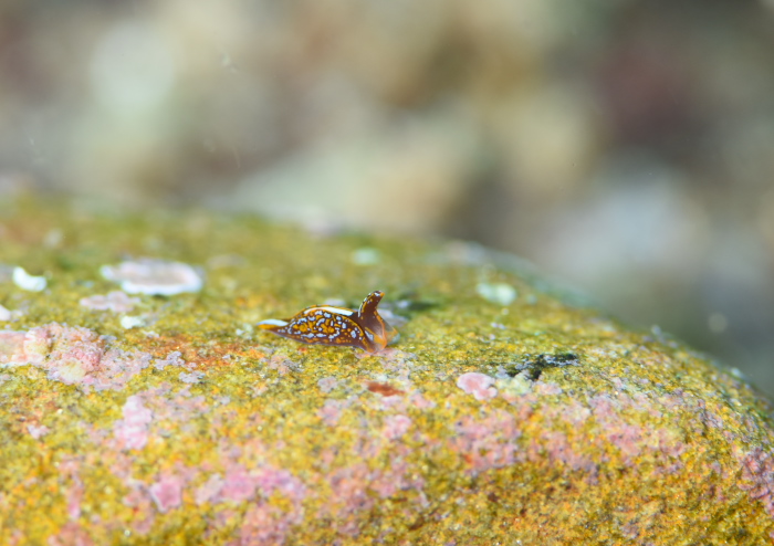ヤエネウミコチョウ