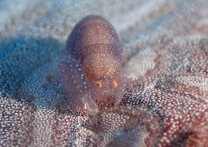 イタボヤカクレエビ