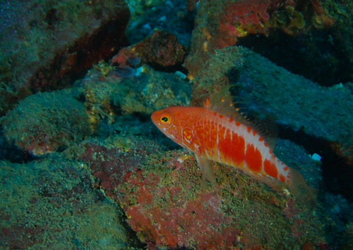 オシャレハナダイ