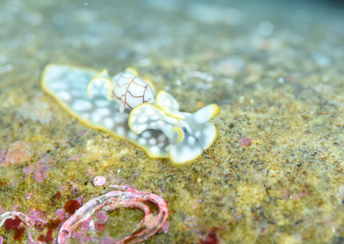 コンシボリガイ