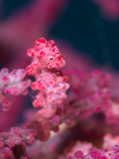 ピグミーシーホース