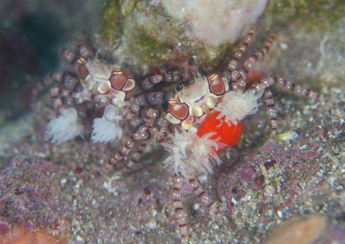 キンチャクガニ