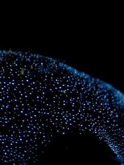 クロスジツツホヤ