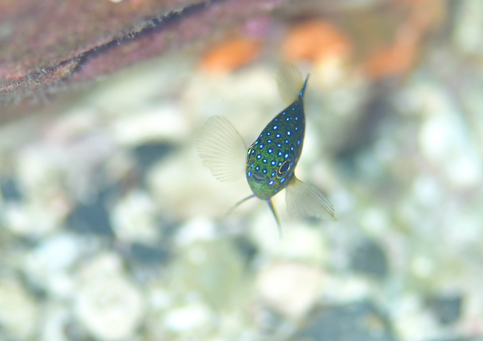 ルリホシスズメダイ