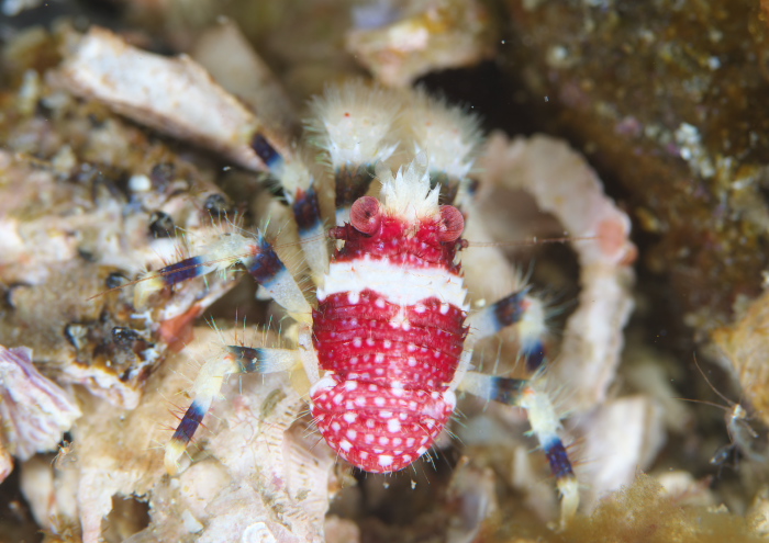 アデコシオリエビ２