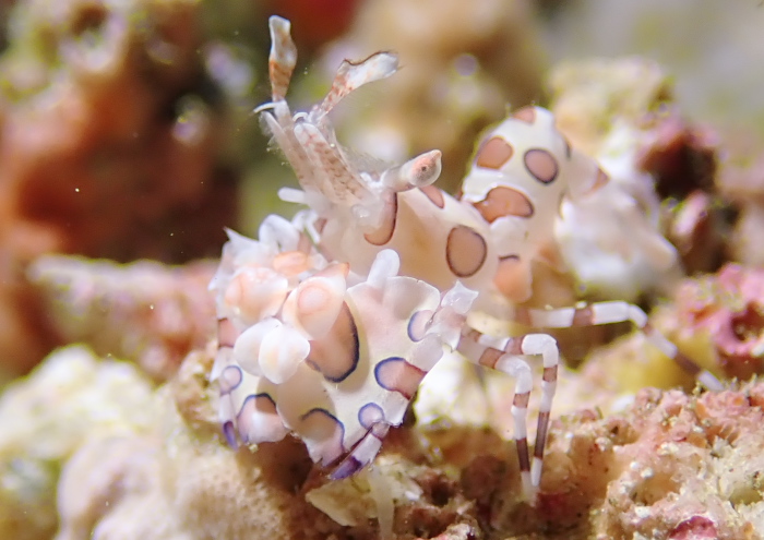 フリソデエビ .