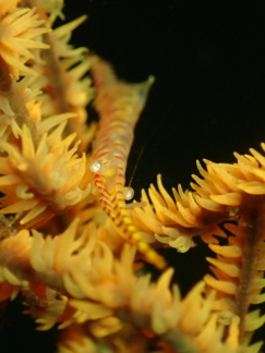 ゴルゴニアンシュリンプ