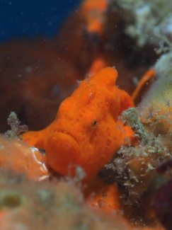 イロカエルアンコウ