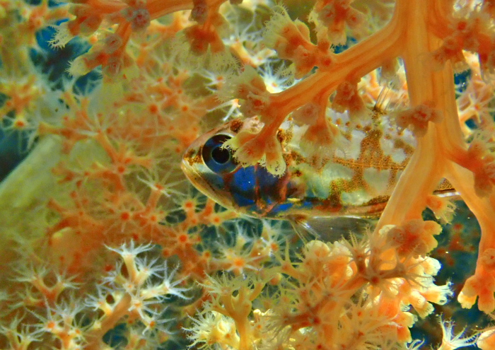 イナズマヒカリイシモチ .