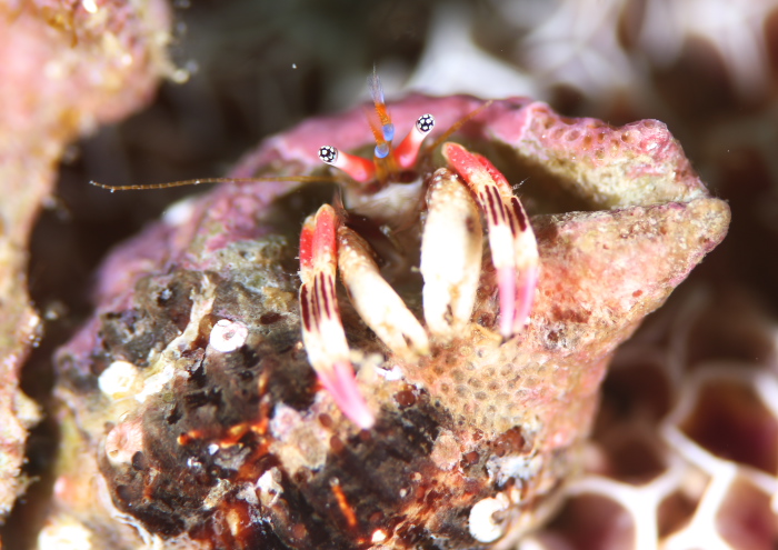 カザリサンゴヤドカリ