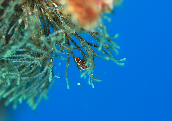 カッチュウヨコエビ