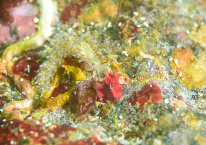 ユビワミノウミウシ