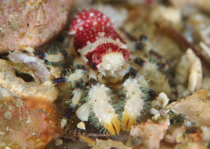 アデコシオリエビ　