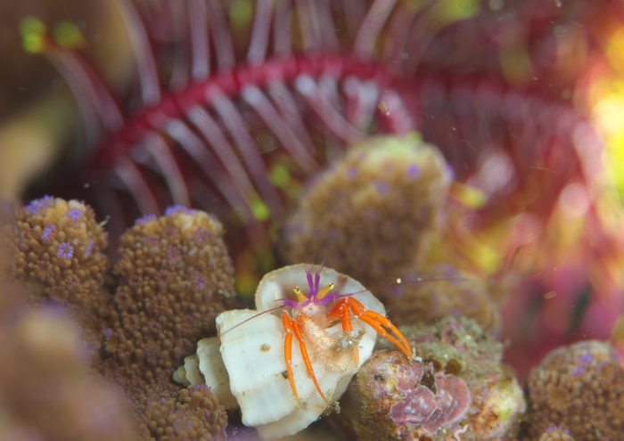 フルセゼブラヤドカリ