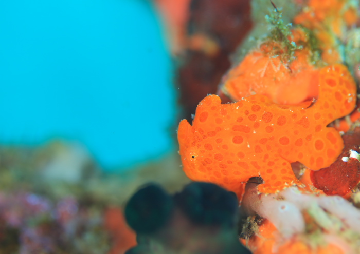 イロカエルアンコウ