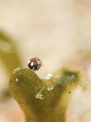 マキエホテイヨコエビ