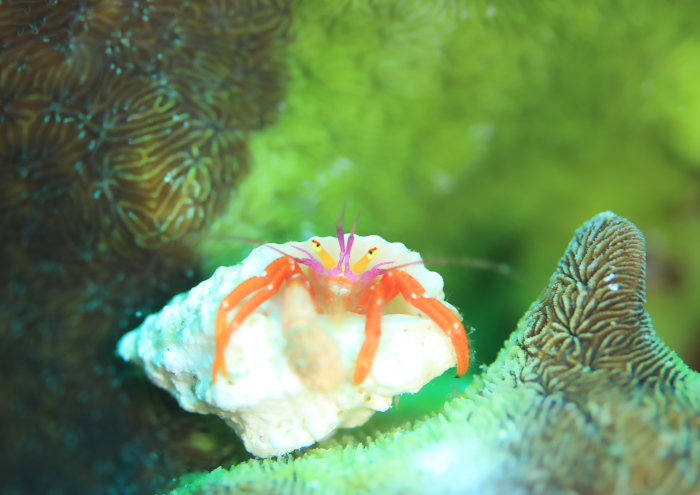 フルセゼブラヤドカリ