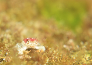 コンペイトウコブシガニ