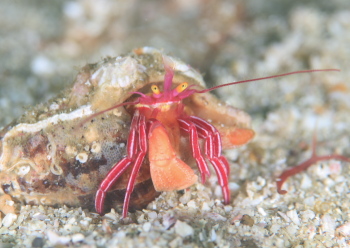 クレナイゼブラヤドカリ