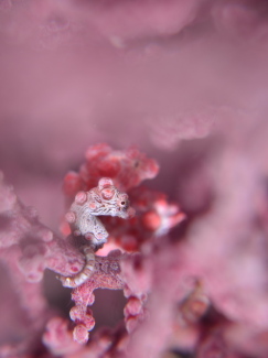 ピグミーシーホース