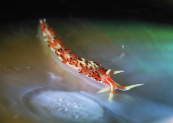 ヒブサミノウミウシ