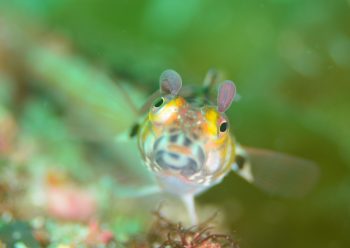 トラギスとメダマイカリムシ